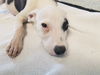 adoptable Dog in McCullers, NC named AZERTY