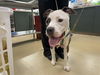 adoptable Dog in McCullers, NC named SKYLAR