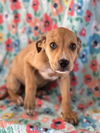 adoptable Dog in  named SCARLETT