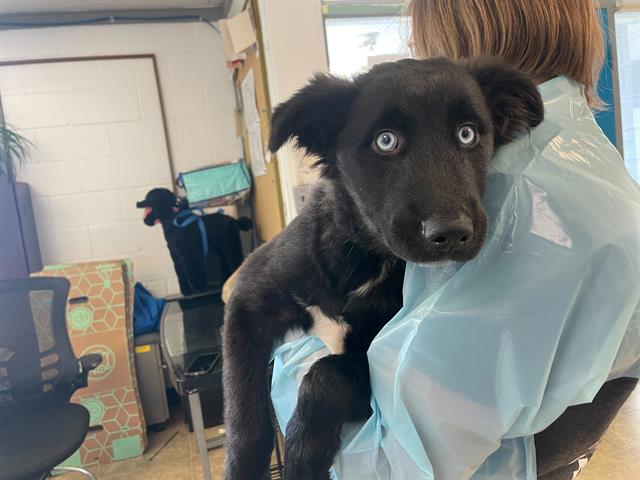 adoptable Dog in McCullers, NC named OLYMPIA