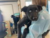 adoptable Dog in , NC named OLYMPIA