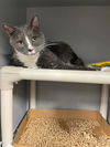 adoptable Cat in , NC named ROBIN