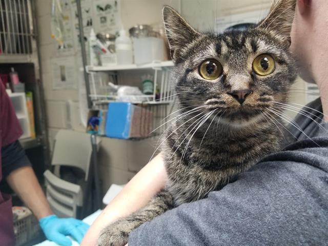 adoptable Cat in McCullers, NC named LADYBUG