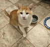 adoptable Cat in McCullers, NC named MCGILLICUTTY