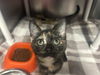 adoptable Cat in , NC named STARLA