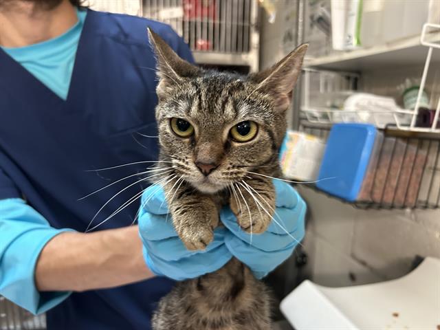 adoptable Cat in McCullers, NC named TYE