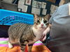 adoptable Cat in McCullers, NC named GRACIE