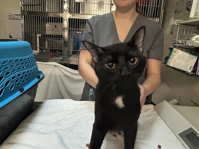 adoptable Cat in McCullers, NC named KENNY