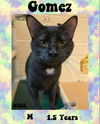 adoptable Cat in McCullers, NC named GOMEZ