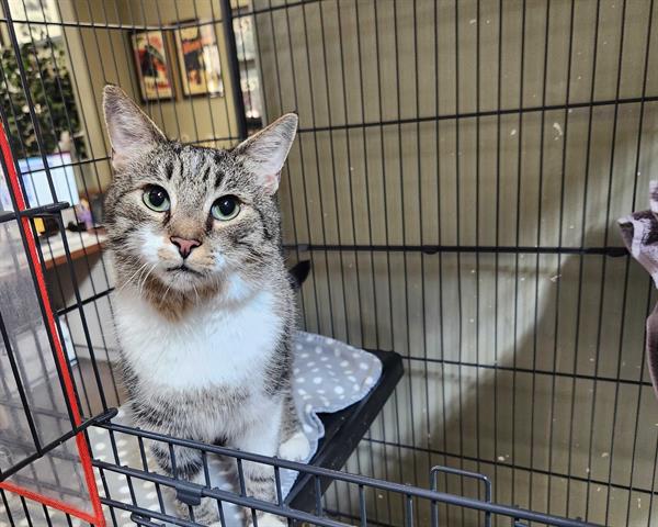 adoptable Cat in McCullers, NC named TONY