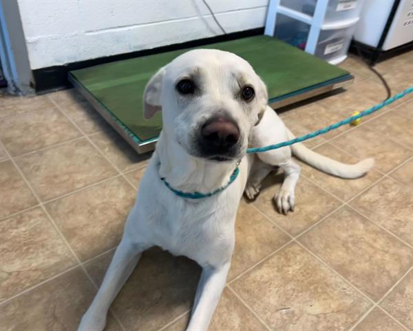 adoptable Dog in McCullers, NC named TRIO