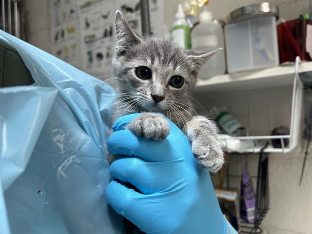 adoptable Cat in McCullers, NC named MURRY