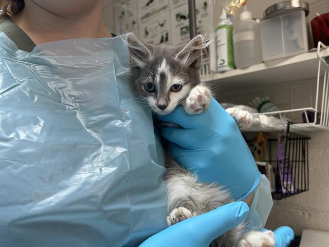 adoptable Cat in McCullers, NC named MAE