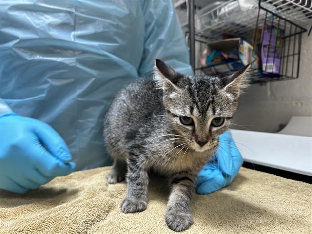 adoptable Cat in McCullers, NC named MICHI