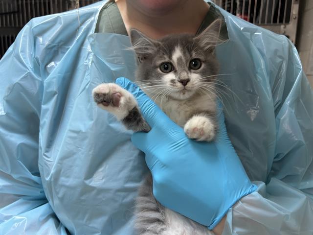 adoptable Cat in McCullers, NC named MUFFY