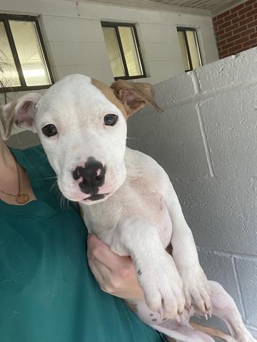 adoptable Dog in McCullers, NC named BANDIT