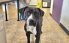 adoptable Dog in McCullers, NC named MEMPHIS