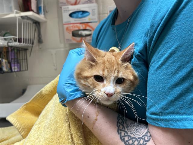 adoptable Cat in McCullers, NC named VALKYRIE