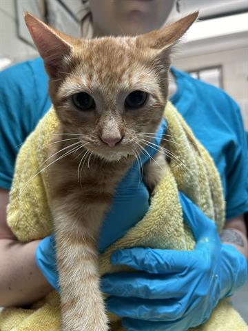 adoptable Cat in McCullers, NC named STARK