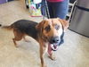 adoptable Dog in , NC named DAVIS