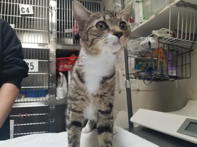 adoptable Cat in McCullers, NC named KENNEDY