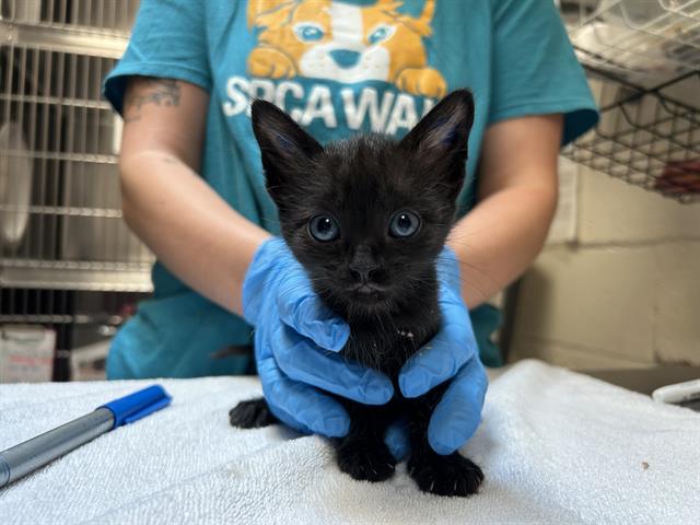 adoptable Cat in McCullers, NC named REID