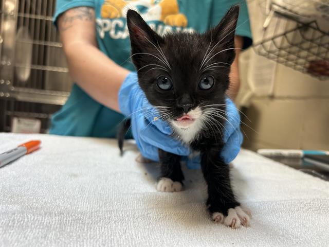 adoptable Cat in McCullers, NC named DEREK