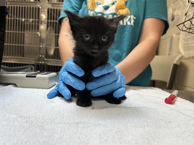 adoptable Cat in McCullers, NC named ROSSI