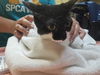 adoptable Cat in , NC named ROXAINE