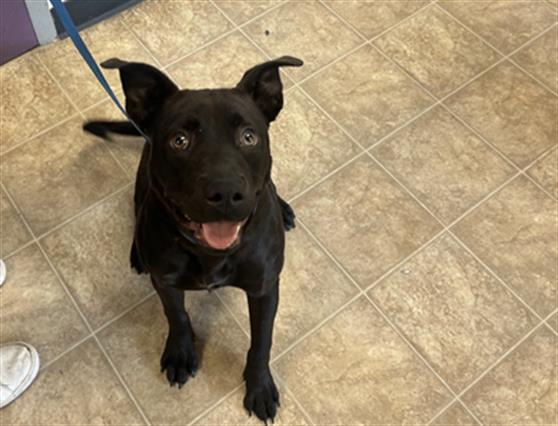 adoptable Dog in McCullers, NC named DAVINA