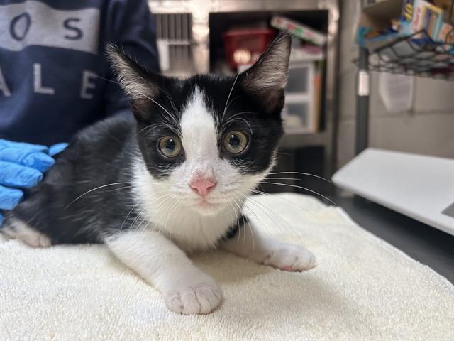 adoptable Cat in McCullers, NC named BUTLER