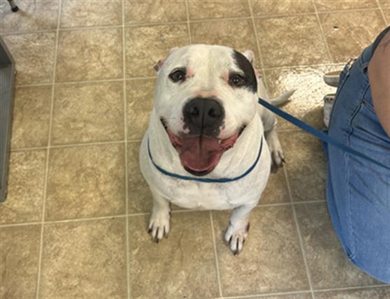 adoptable Dog in McCullers, NC named OSWALD