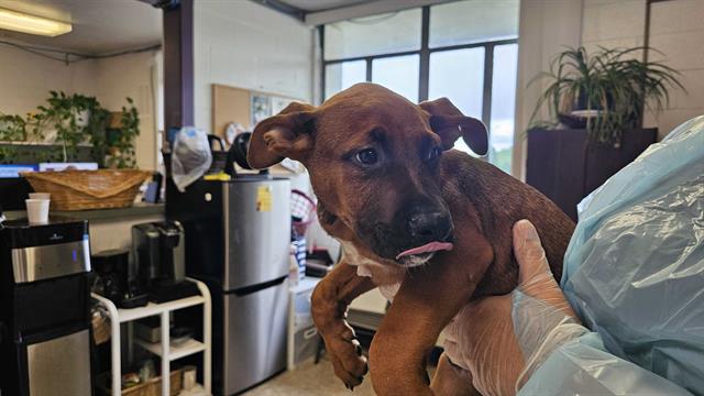 adoptable Dog in McCullers, NC named TEBOW