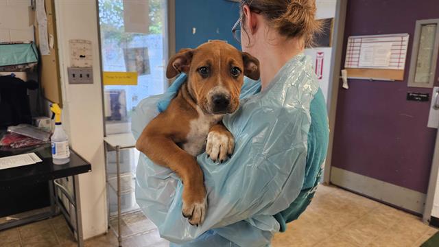 adoptable Dog in McCullers, NC named TANK