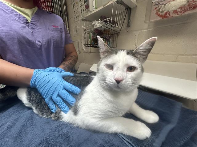 adoptable Cat in McCullers, NC named HOMER