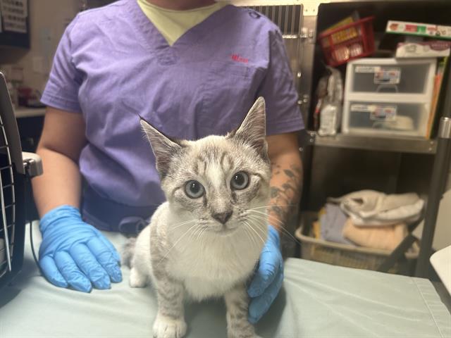 adoptable Cat in McCullers, NC named TOFU