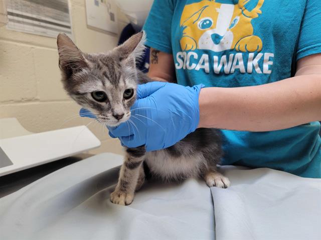 adoptable Cat in McCullers, NC named AQUILLA