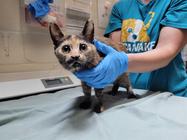 adoptable Cat in McCullers, NC named PANCAKE