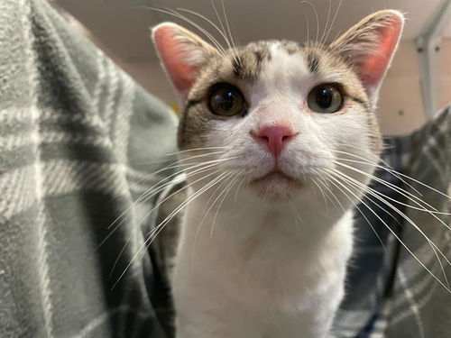 picture of the cat needing adoption