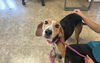 adoptable Dog in McCullers, NC named PHOEBE