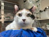 adoptable Cat in McCullers, NC named MEENA