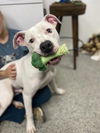 adoptable Dog in McCullers, NC named BROCCOLI