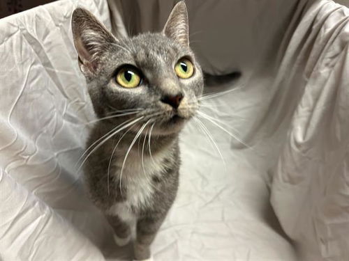 picture of the cat needing adoption