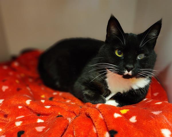 adoptable Cat in McCullers, NC named DEWDROP