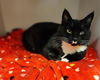 adoptable Cat in mccullers, NC named DEWDROP