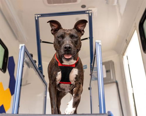 picture of the dog needing adoption