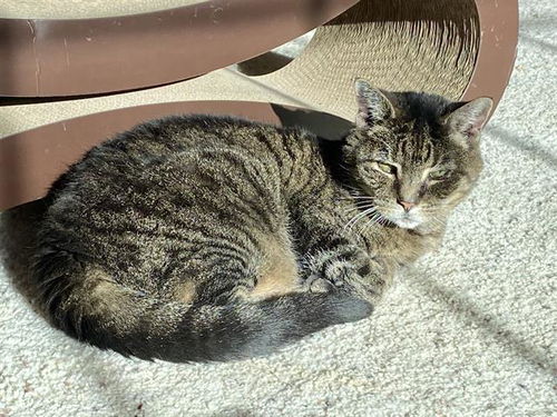 picture of the cat needing adoption