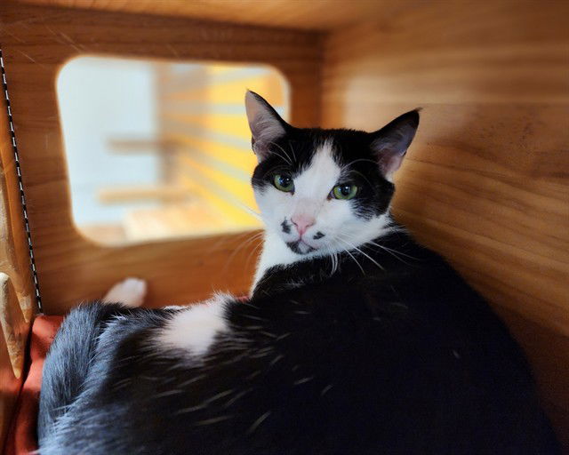 adoptable Cat in McCullers, NC named PORTER