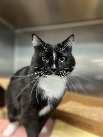 picture of the cat needing adoption