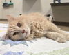 adoptable Cat in mccullers, NC named TAKA